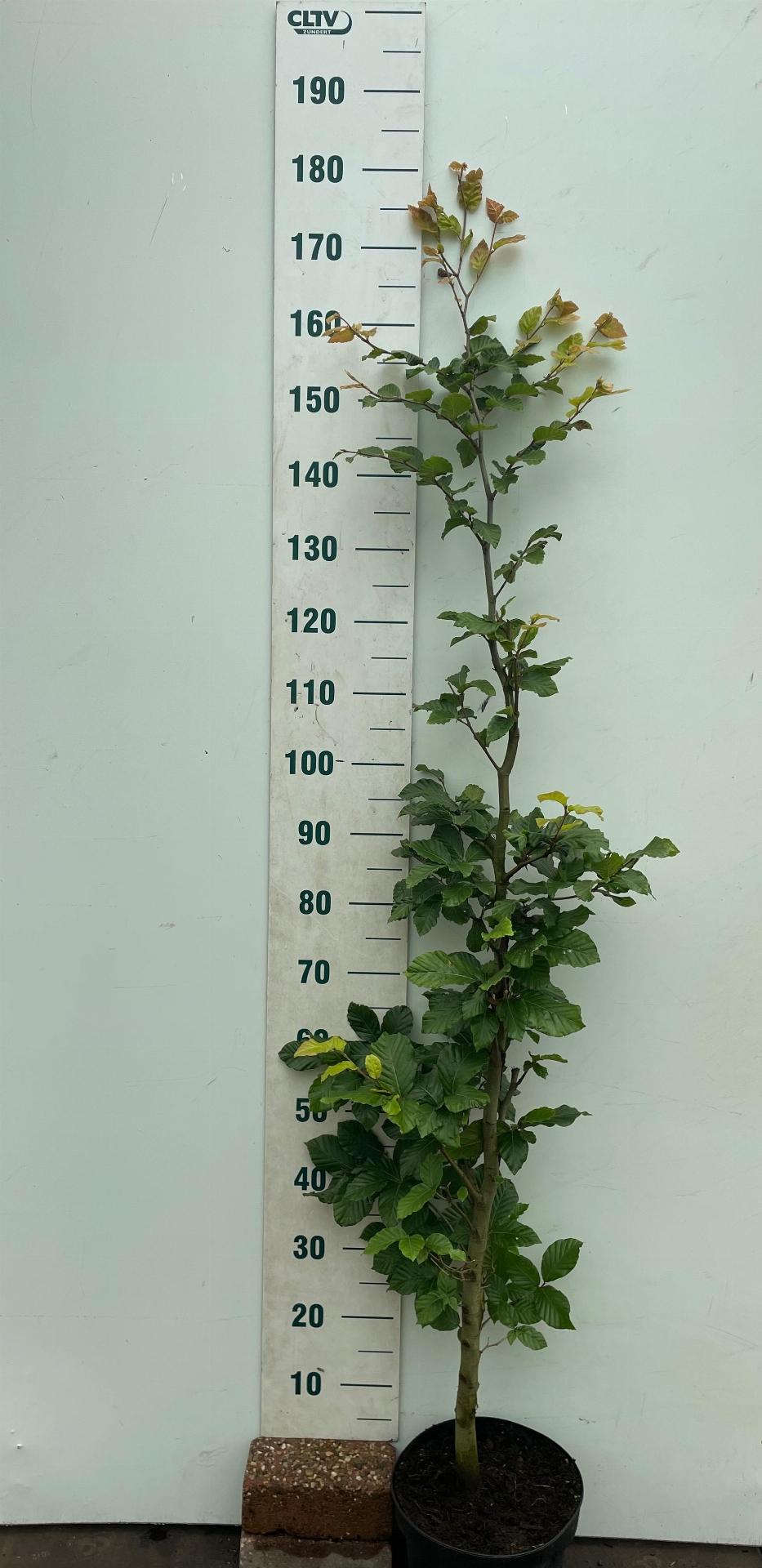 Fagus sylvatica - Groene beukenhaag in pot  - Pakket voor 10 meter