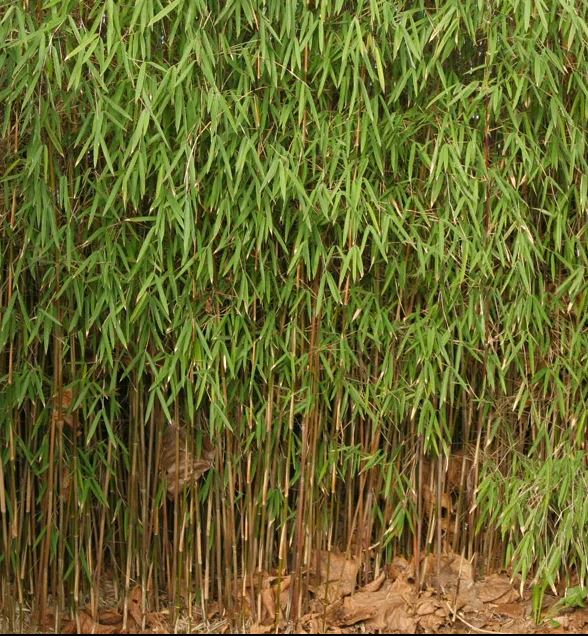 Fargesia 'Jiuzhaigou'  - Niet woekerende rode bamboe