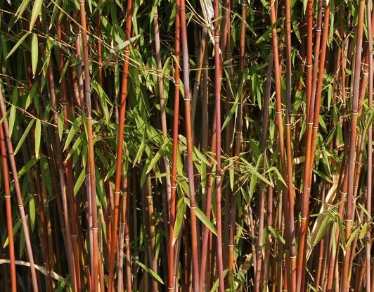Fargesia 'Jiuzhaigou'  - Niet woekerende rode bamboe