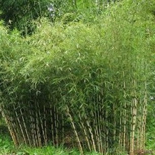 Fargesia robusta 'Campbell' - Niet woekerende bamboe pakket 10 meter