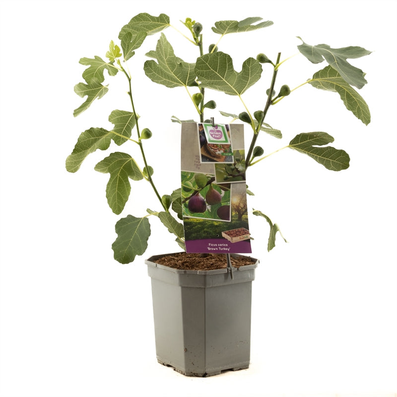 Ficus carica Brown Turkey - Paarse vijgenstruik