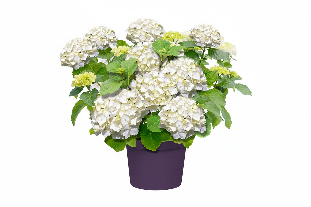 Hydrangea macrophylla - Boerenhortensia wit