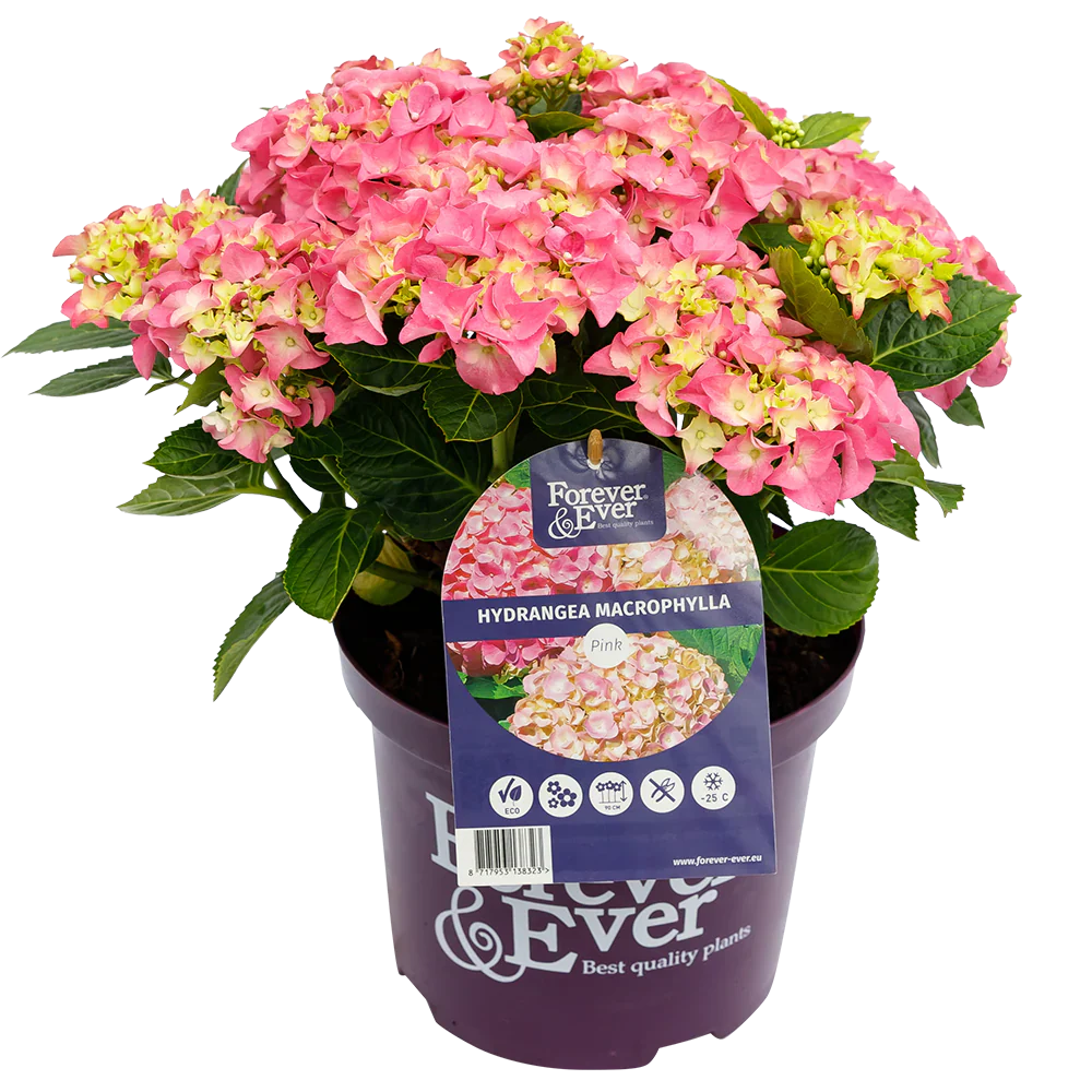 Roze Hortensia's - Pakket voor 1 vierkantemeter