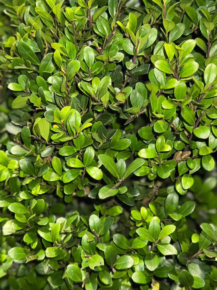 Ilex crenata 'Dark Green' - Japanse Hulst in struikvorm