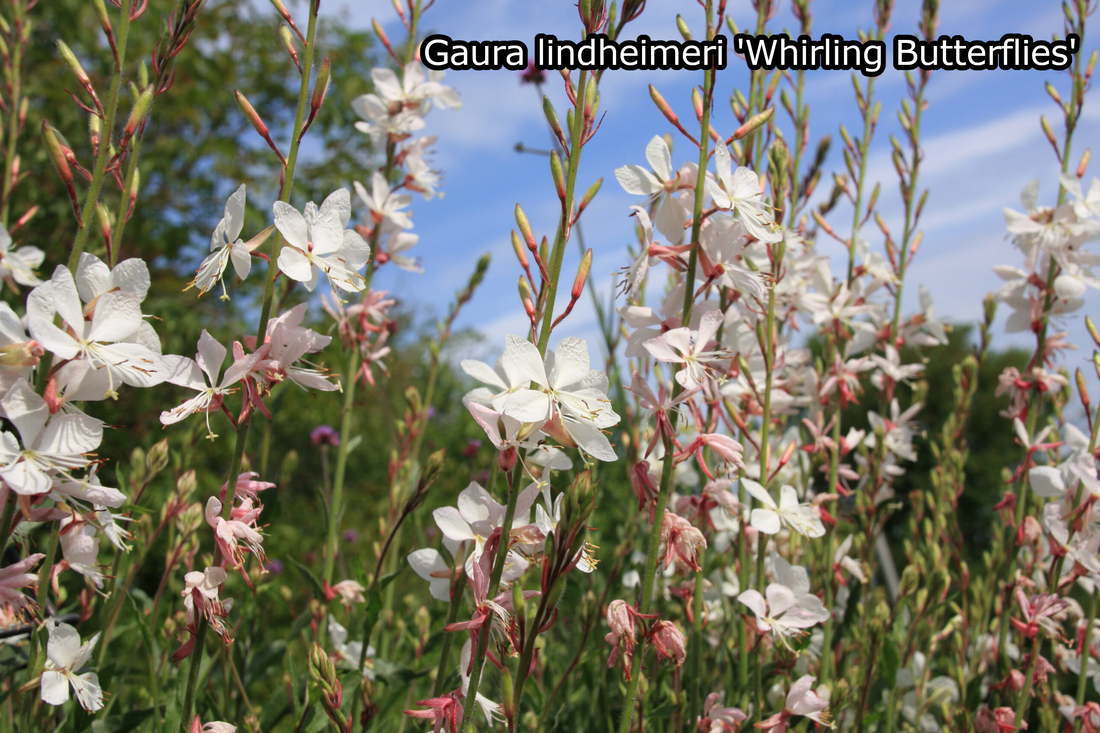 Borderpakket 'Pastel & Wit' - 5m² - 50 planten