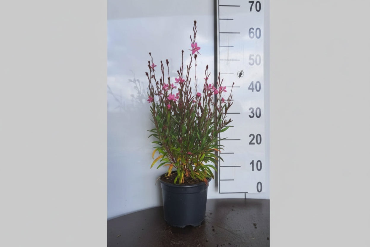 Gaura lindheimeri Siskiyou Pink - Prachtkaars