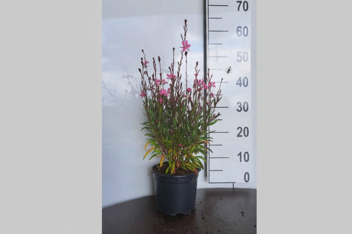 Gaura lindheimeri Siskiyou Pink - Prachtkaars