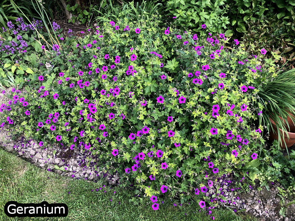 Borderpakket 'Onderhoudsarm-zonpakket' - 5m² - 50 planten