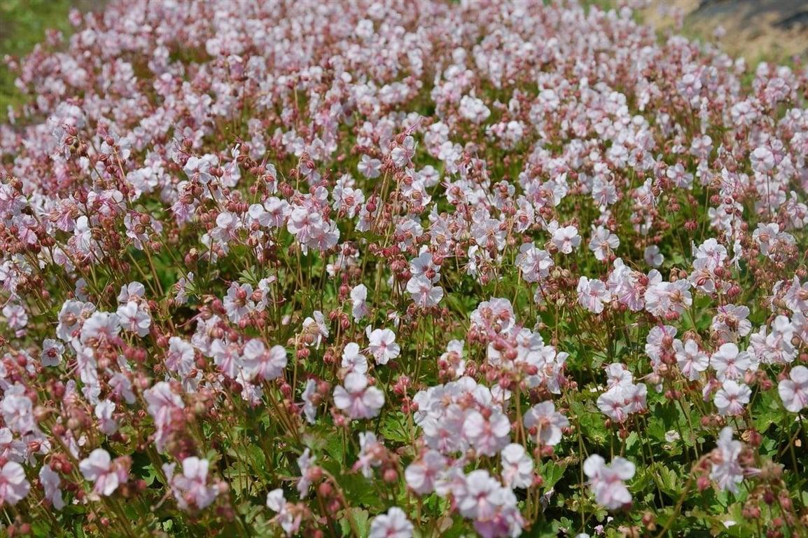 Geranium cantabrigiense 'Biokovo' - Witte Ooievaarsbek