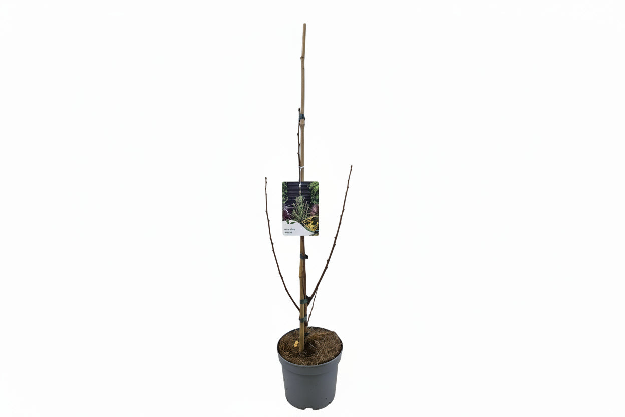 Ginkgo biloba 'Menhir' - Japanse Notenboom