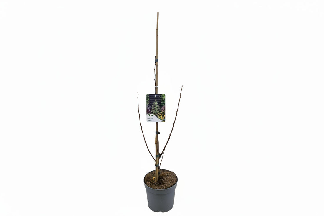 Ginkgo biloba 'Menhir' - Japanse Notenboom
