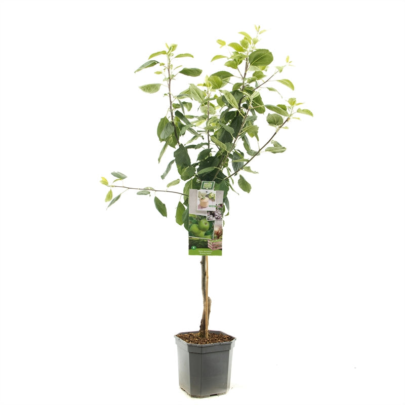 Malus domestica 'Granny Smith' - Groene appel - Laagstam