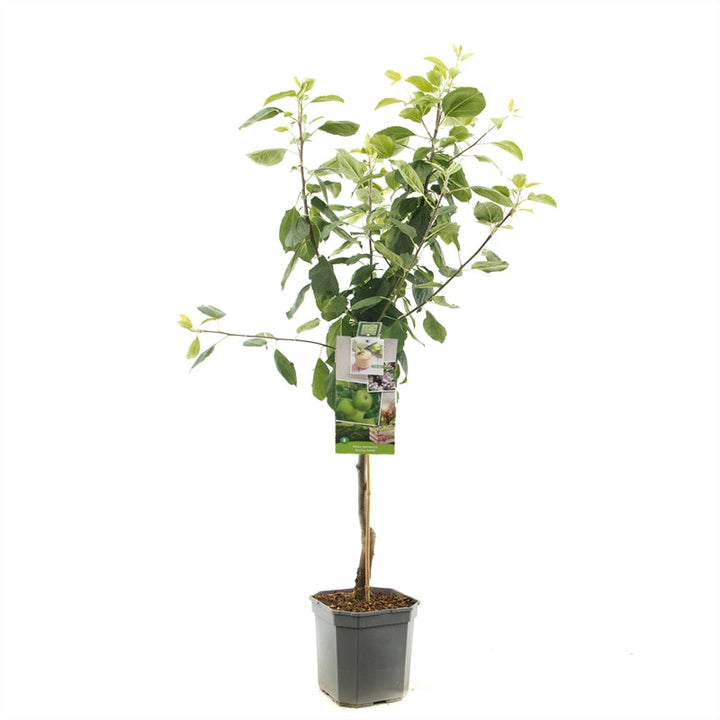 Malus domestica 'Granny Smith' - Groene appel - Laagstam