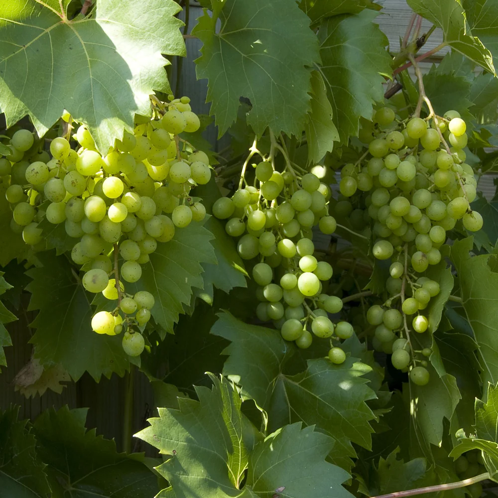 Vitis 'Vroege van der Laan' - Witte druif - Haagelement