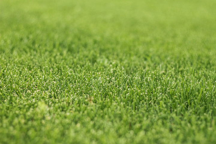 Van Hemert & Co. - Herstelgazon iSeed - Graszaad