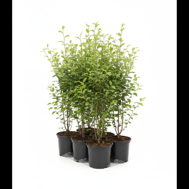 Aanplantpakket Beukenhaag – Fagus sylvatica IN POT met Grond & Professionele Plaatsing