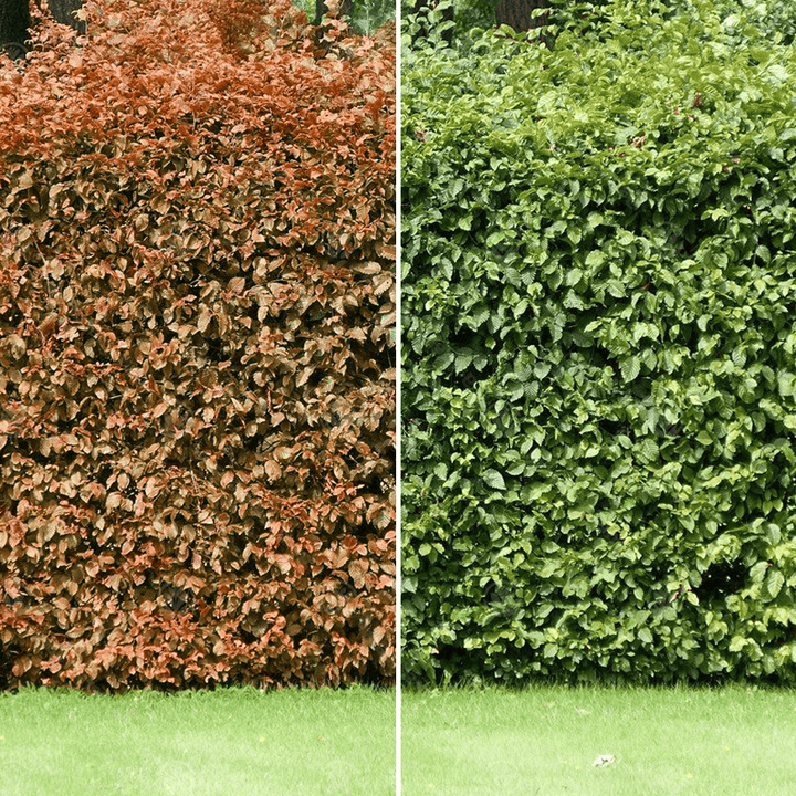 Fagus sylvatica - Groene beukenhaag in pot