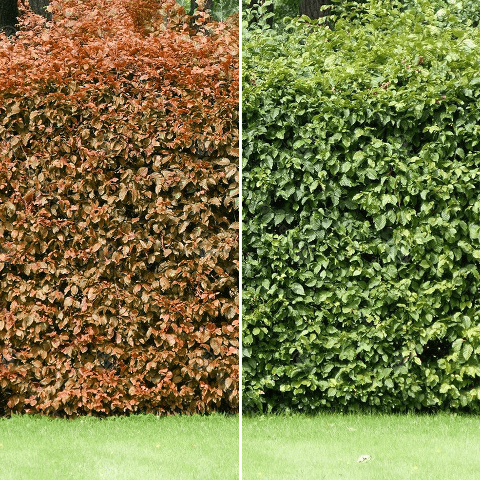 Fagus sylvatica - Groene beukenhaag in pot - 40-60cm pakketten