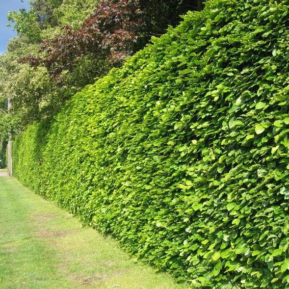 Fagus sylvatica - Groene beukenhaag blote wortel - Pakket voor 10 meter