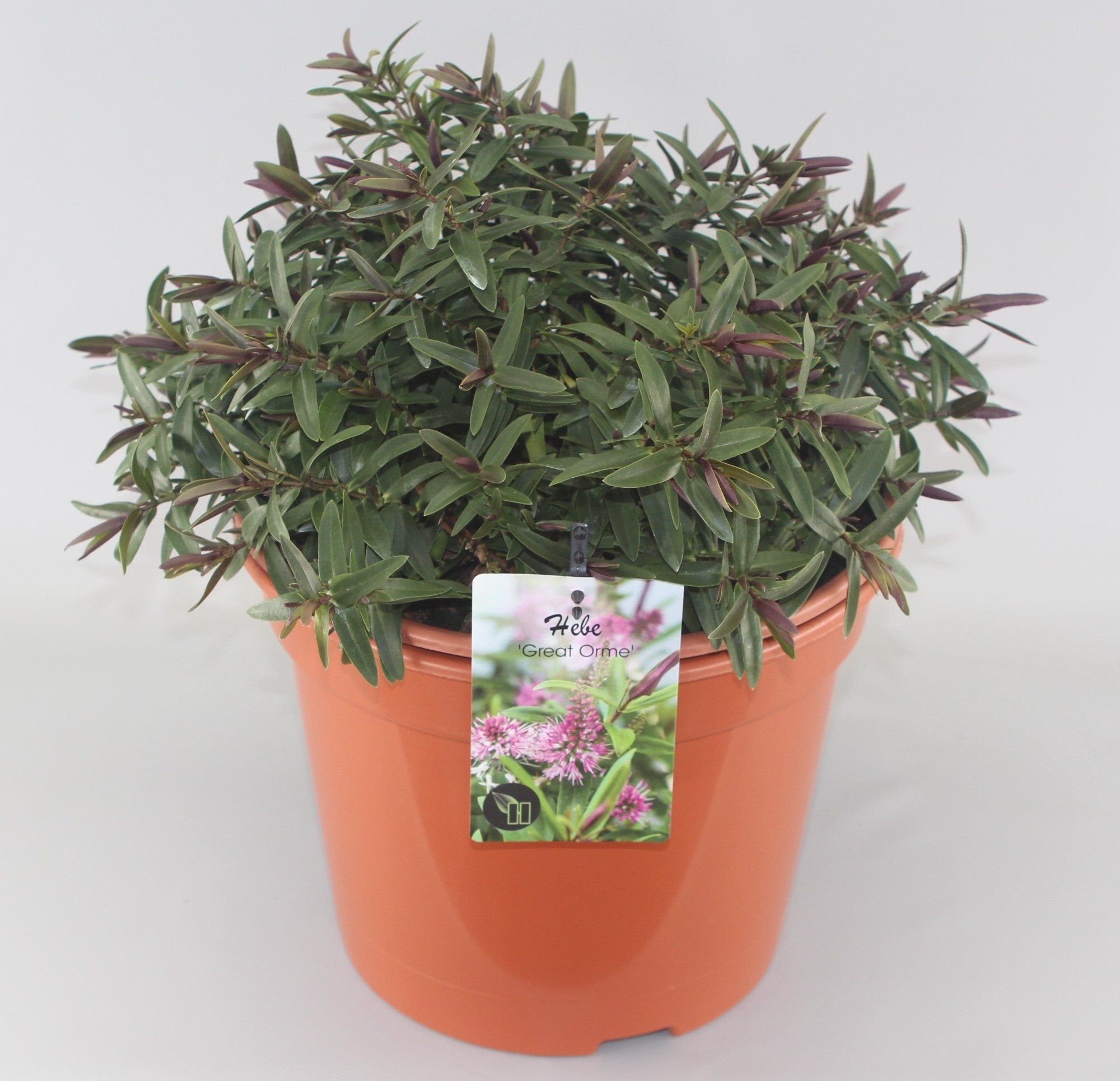Hebe 'Great Orme' - Struikveronica