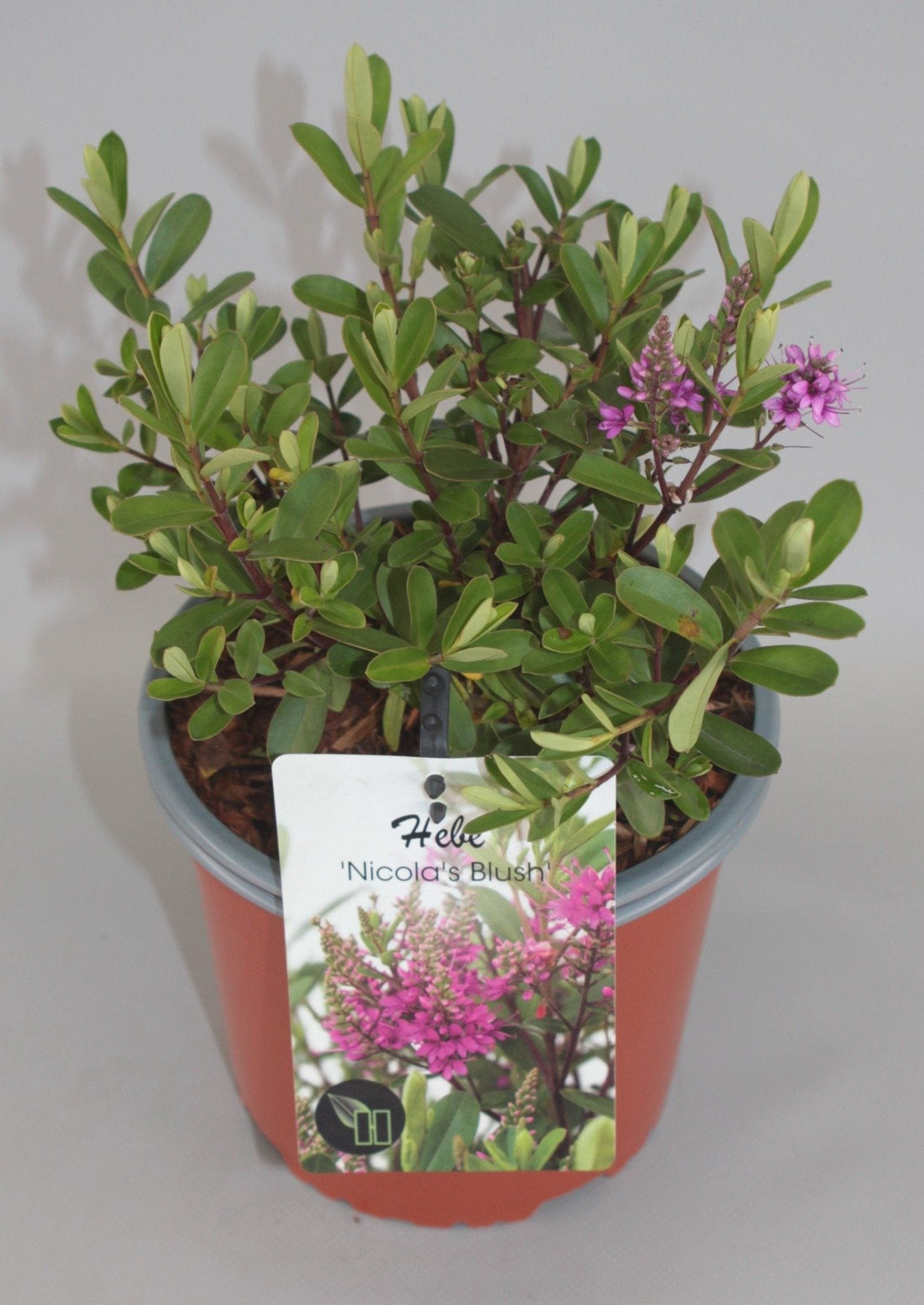Hebe 'Nicola's Blush' - Struikveronica