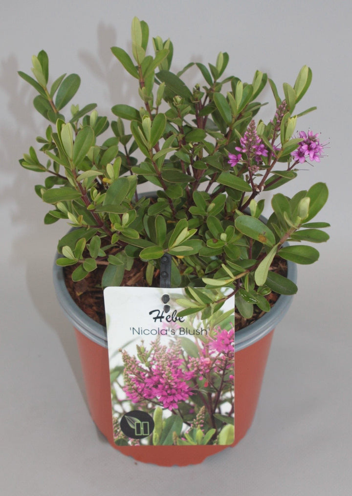 Hebe 'Nicola's Blush' - Struikveronica