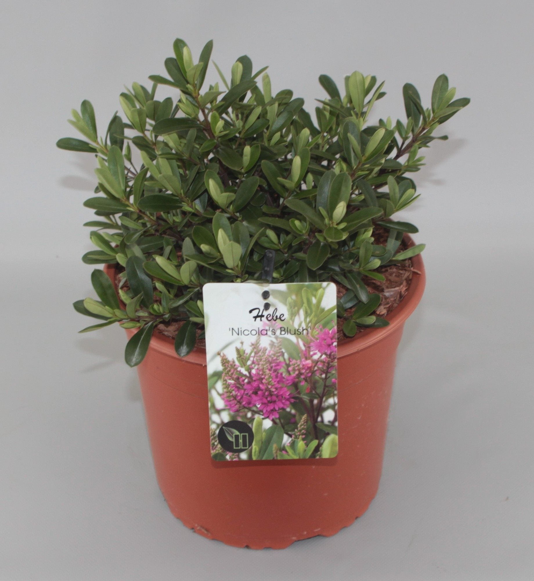 Hebe 'Nicola's Blush' - Struikveronica