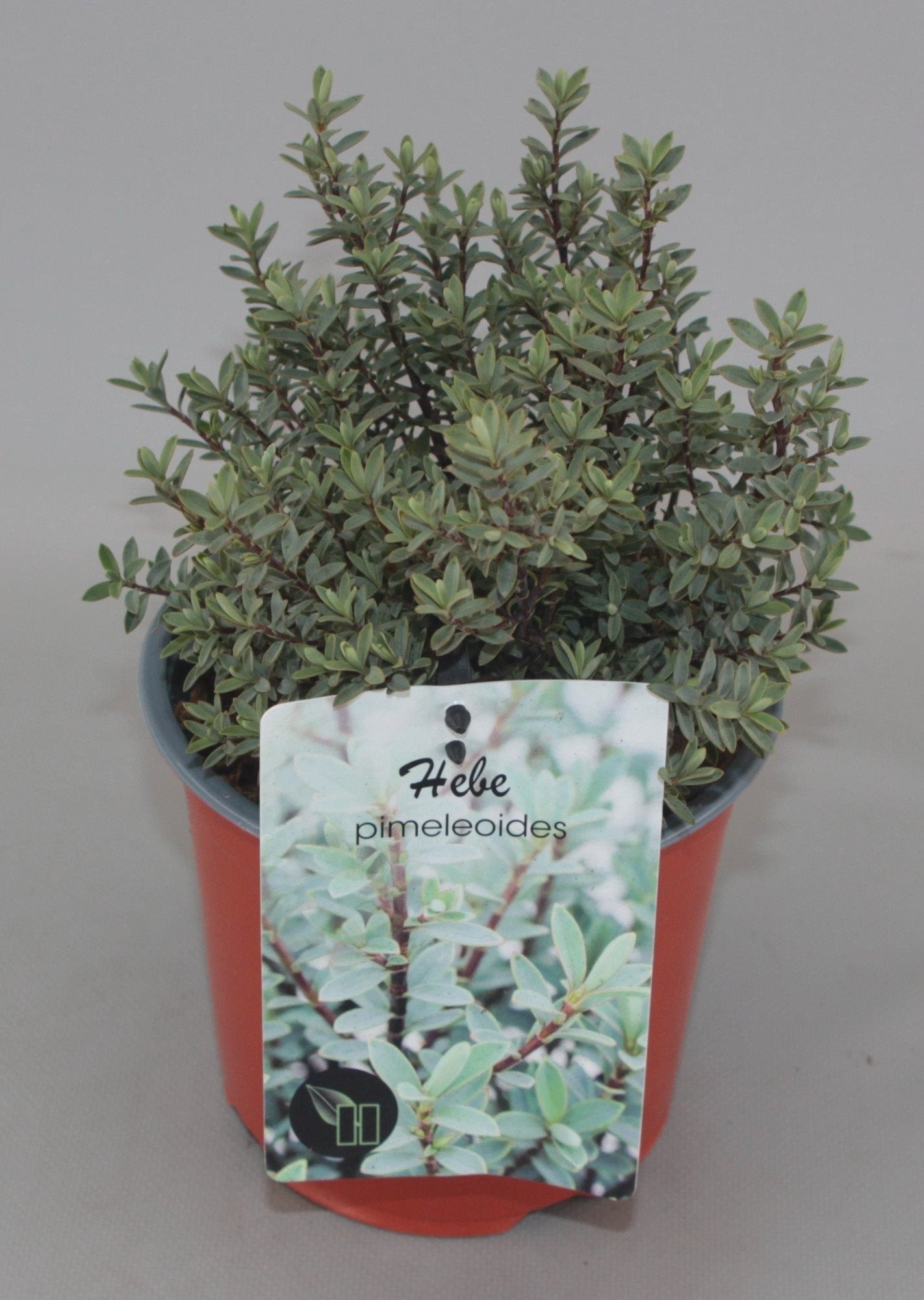 Hebe pimeleoides - Struikveronica