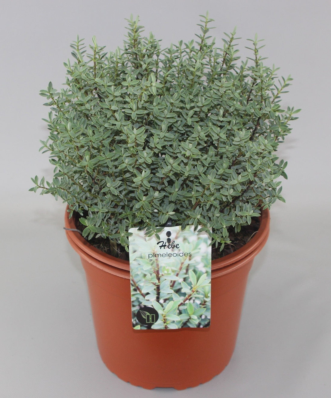 Hebe pimeleoides - Struikveronica
