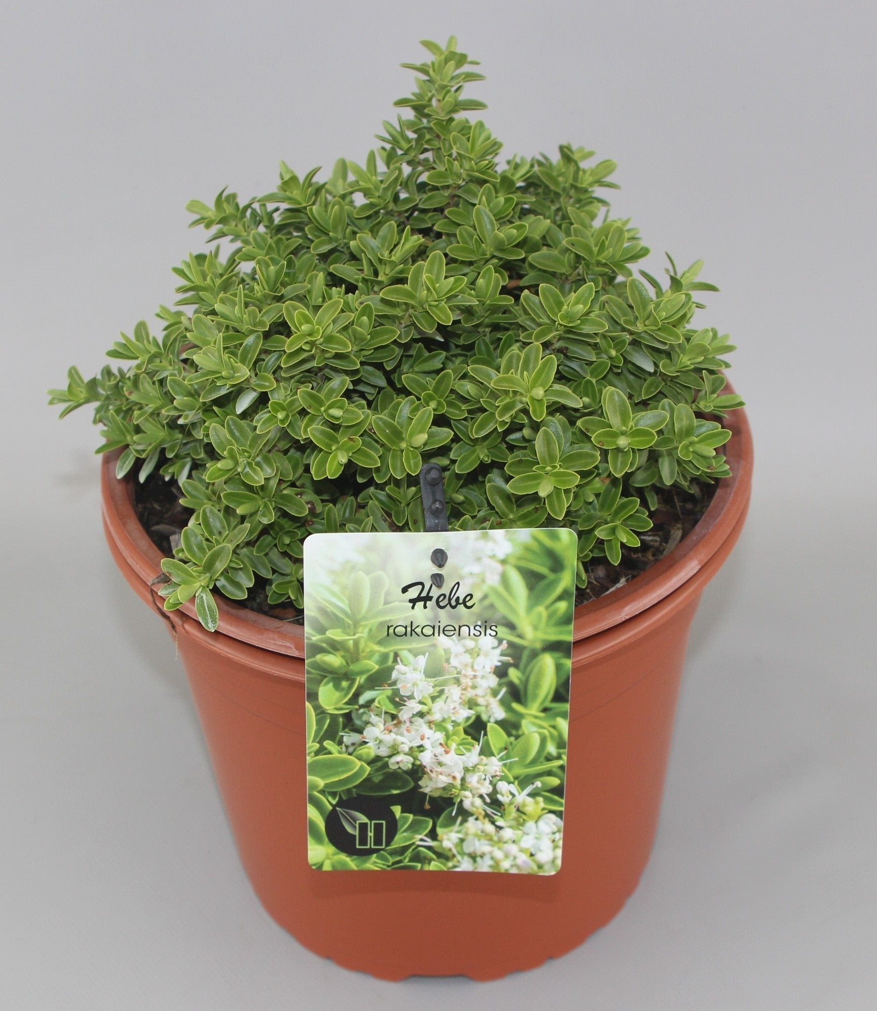 Hebe rakaiensis - Struikveronica