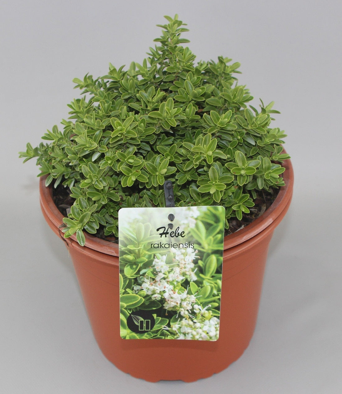 Hebe rakaiensis - Struikveronica