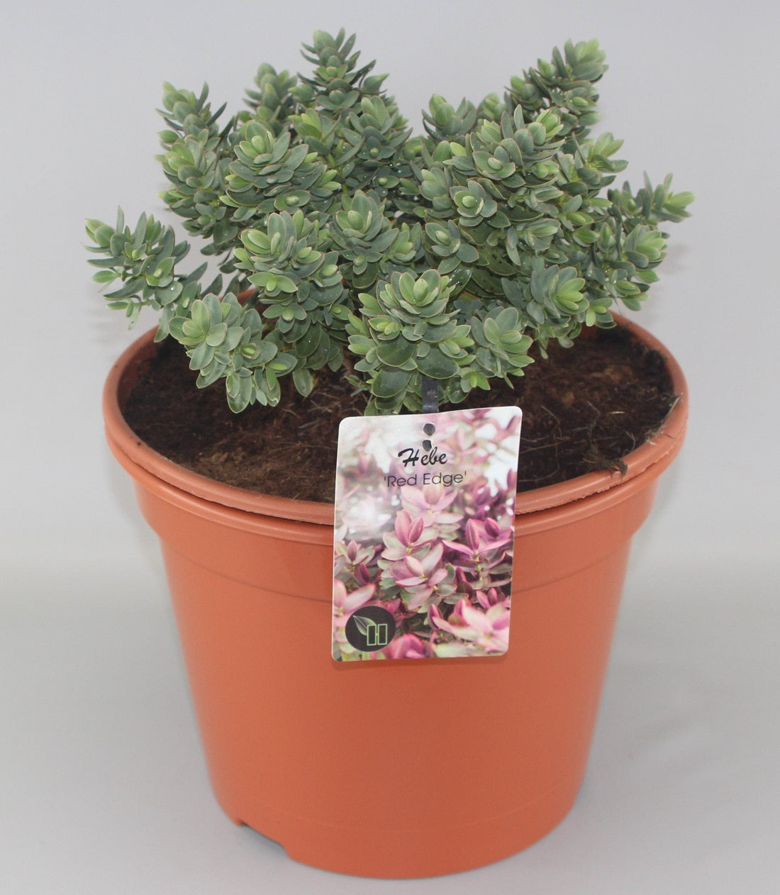 Hebe 'Red Edge' - Struikveronica