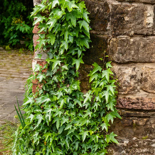 Hedera helix Shamrock - Klimop