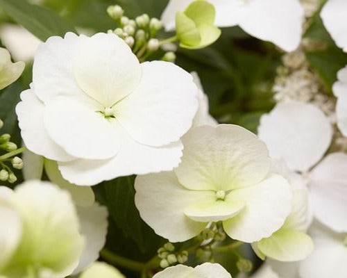 Hydrangea hybrid Runaway Bride - Hybrid® Collection