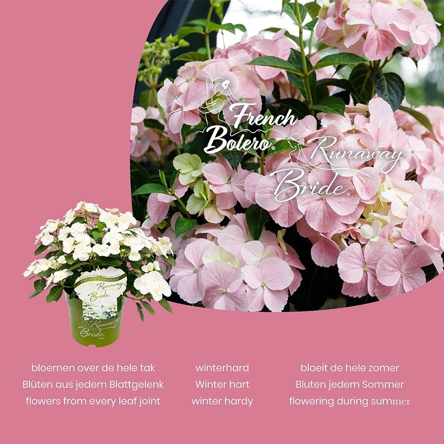 Hydrangea hybrid Runaway Bride - Hybrid® Collection