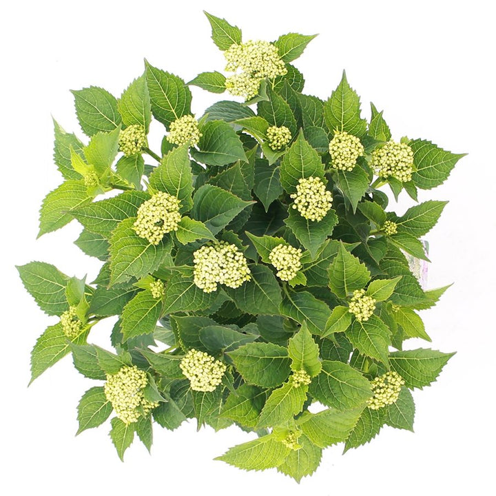 Hydrangea macrophylla 'Teller' - Roze schermhortensia