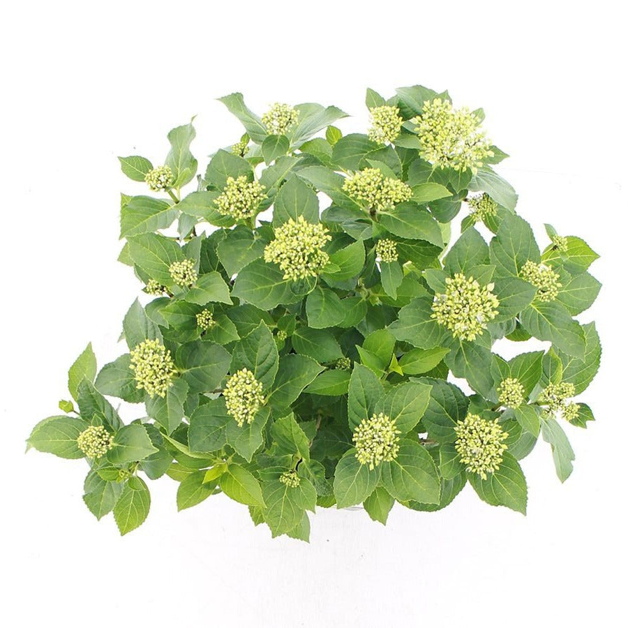 Hydrangea macrophylla 'Forever & Ever Hortbux' - Blauw