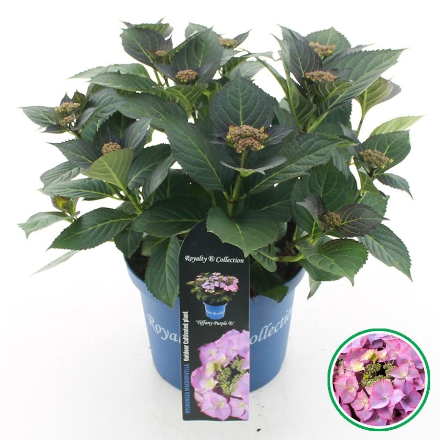 Hydrangea macrophylla 'Royalty Tiffany Purple' - Royalty Collection®