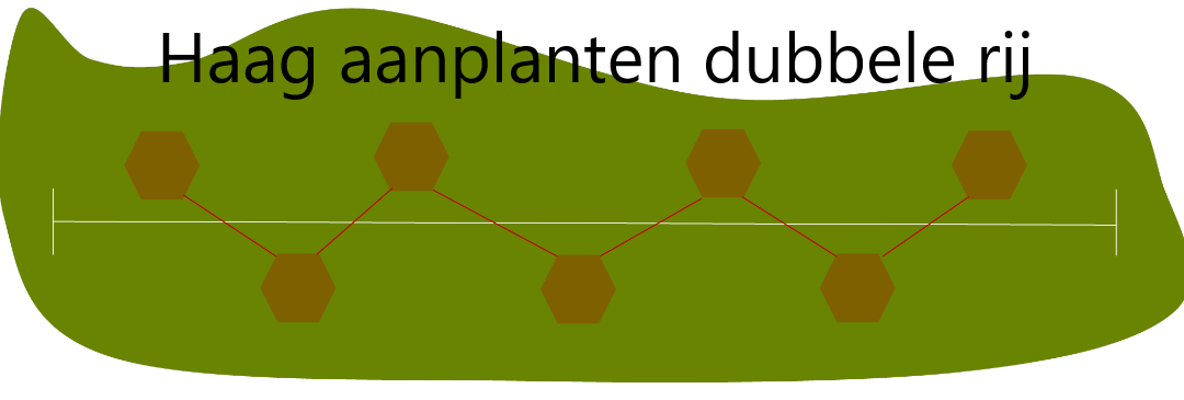Fagus sylvatica - Groene beukenhaag in pot - 40-60cm pakketten