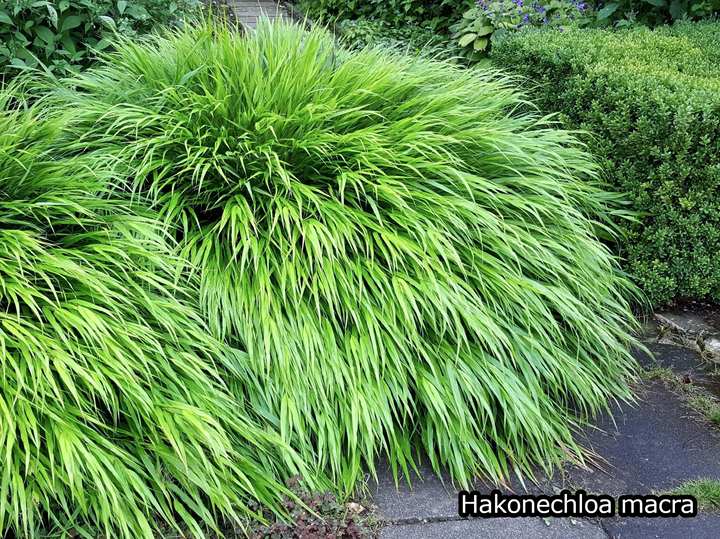 Borderpakket 'Japanse-stijl' - 5m² - 50 planten