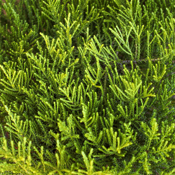 Hebe 'Golden Esk' - Struikveronica