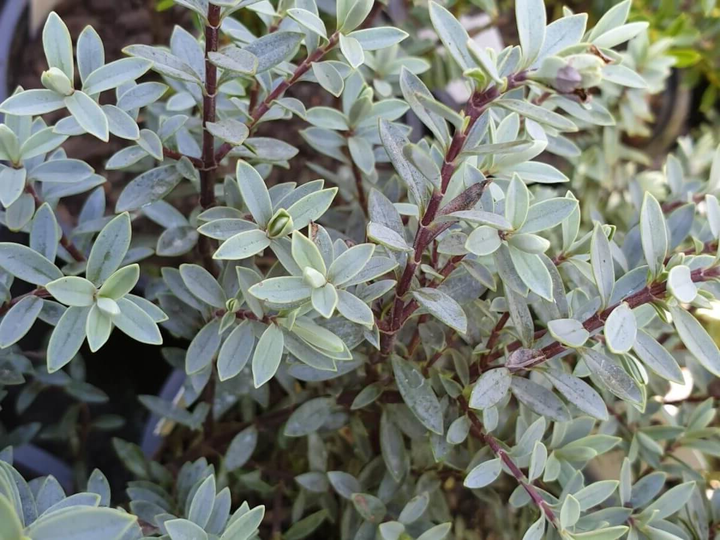 Hebe pimeleoides - Struikveronica