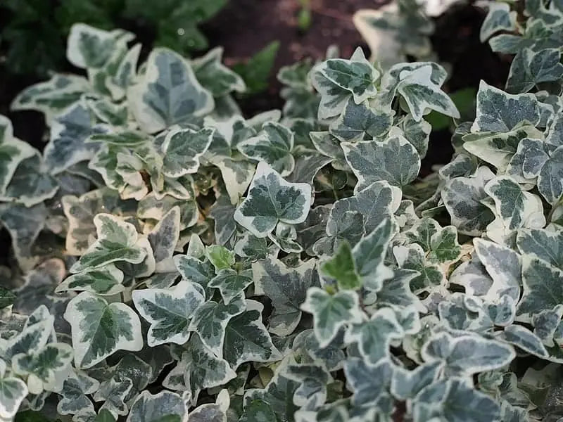 Hedera helix Glacier - Klimop