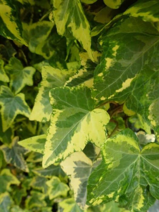 Hedera helix Golden Kolibrie - Bonte Klimop