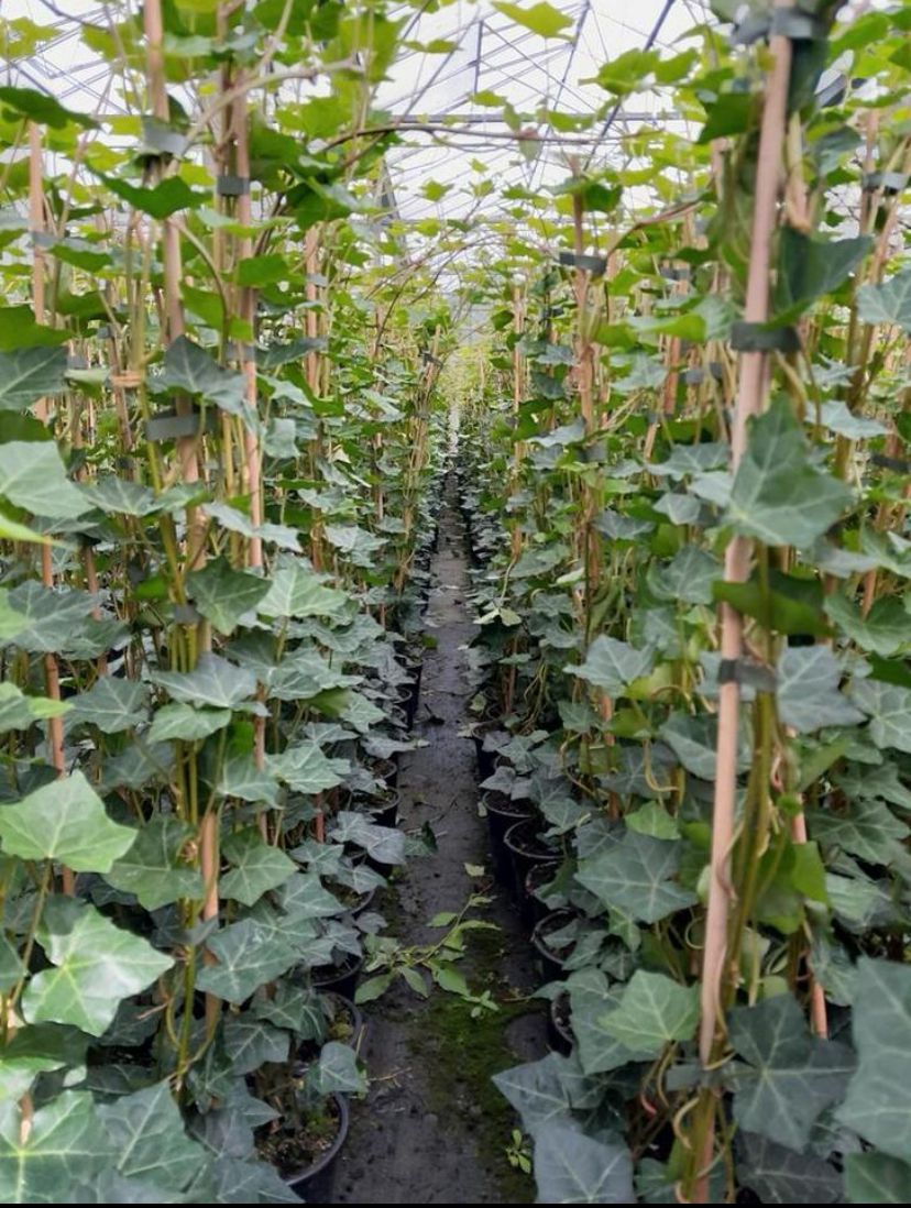 Hedera hibernica - Grootbladige Klimop - 80-100cm - Haagpakket voor 5 meter