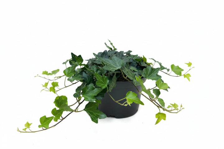 Hedera helix Green Ripple - Klimop