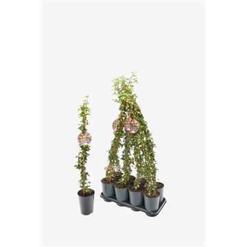 Hedera helix 'Goldheart' - kleinbladige klimop