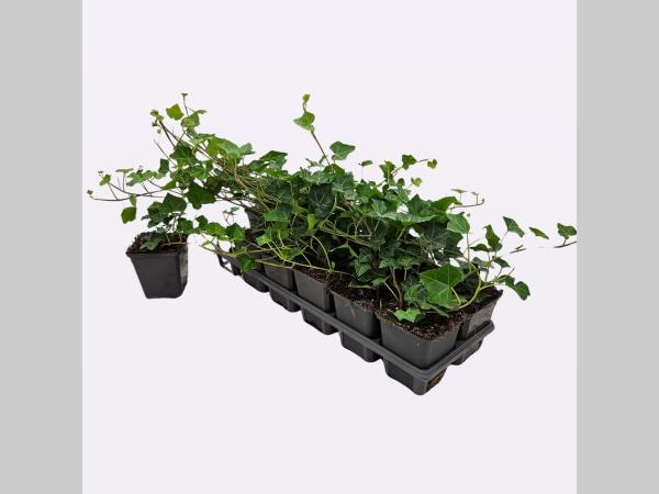 Hedera hibernica - Grootbladige klimop