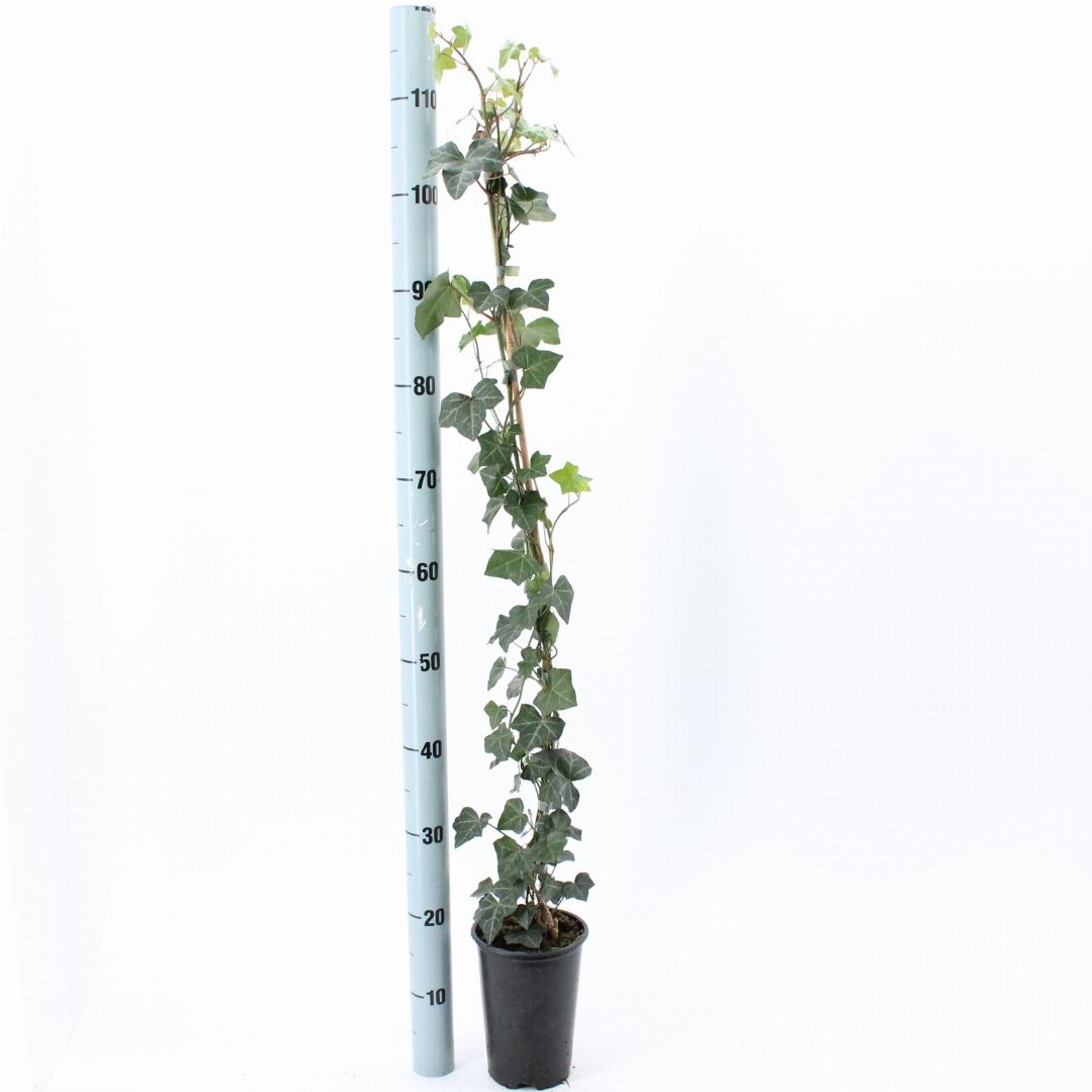 Hedera hibernica - Grootbladige Klimop - 80-100cm - Haagpakket voor 25 meter
