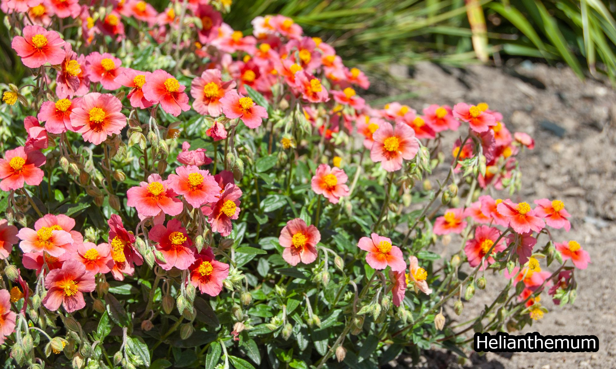 Borderpakket 'Onderhoudsarm-zonpakket' - 5m² - 50 planten